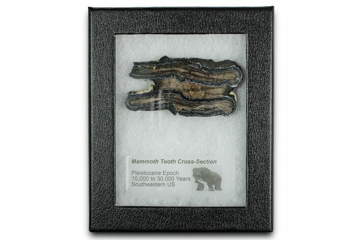 Mammoth Molar Slice With Case - South Carolina #349955